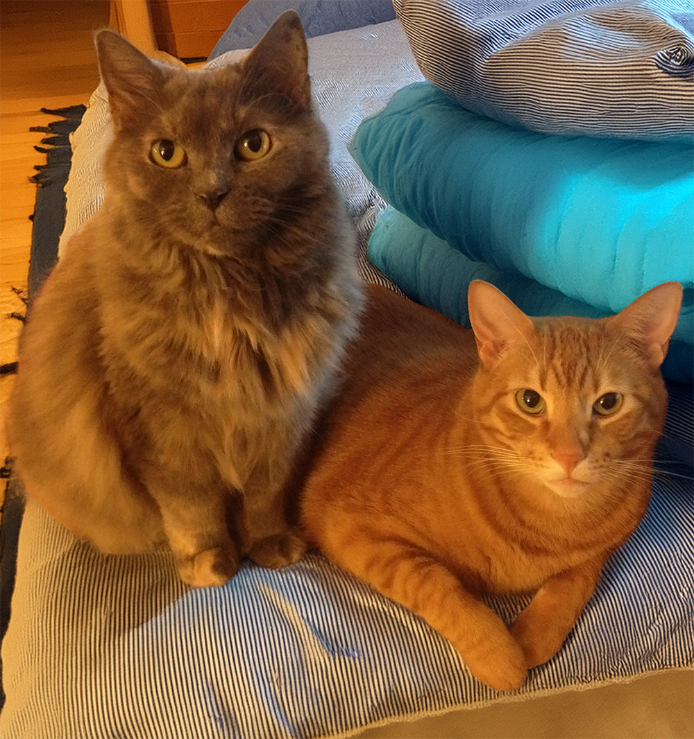 Two cats, one gray and one orange, sitting on a bed with pillows.